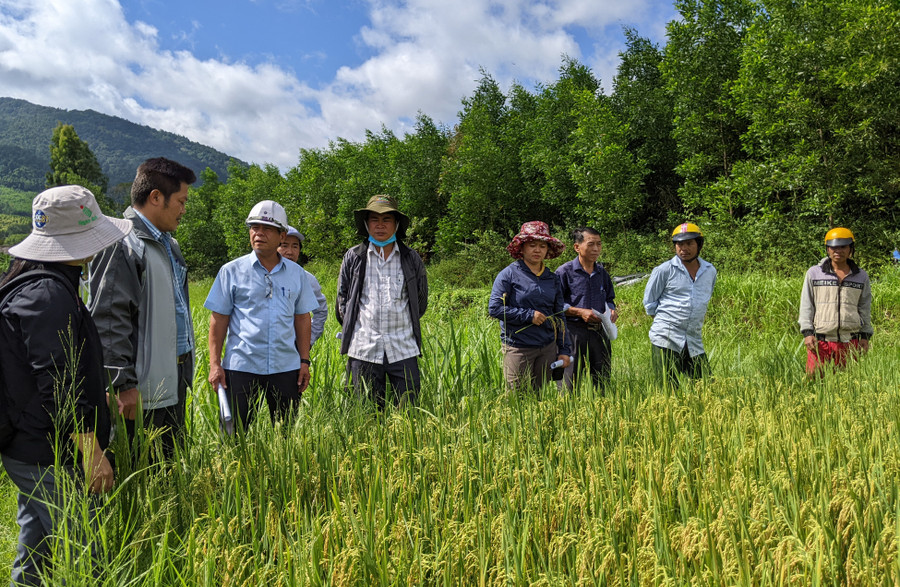 Trung tâm Dịch vụ nông nghiệp huyện Đak Pơ phối hợp nghiệm thu chương trình “Hỗ trợ phát triển giống lúa BĐR27”. Ảnh: Nguyễn Hiền Trung tâm Dịch vụ nông nghiệp huyện Đak Pơ phối hợp nghiệm thu chương trình “Hỗ trợ phát triển giống lúa BĐR27”. Ảnh: Nguyễn Hiền