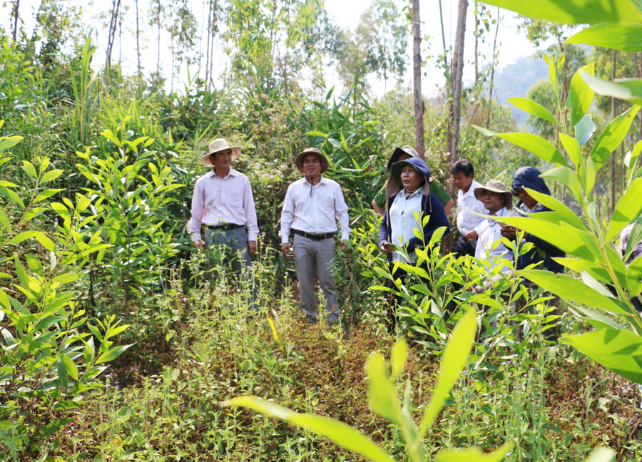 Tỉnh Gia Lai đề ra mục tiêu nâng tỷ lệ che phủ của rừng đến năm 2025 đạt 47,75%; đến năm 2030 đạt 49,2%. Ảnh: M.N