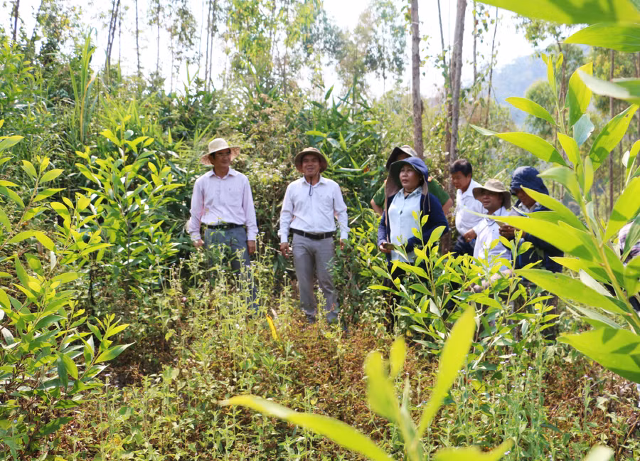 Tỉnh Gia Lai đề ra mục tiêu nâng tỷ lệ che phủ của rừng đến năm 2025 đạt 47,75%; đến năm 2030 đạt 49,2%. Ảnh: M.N