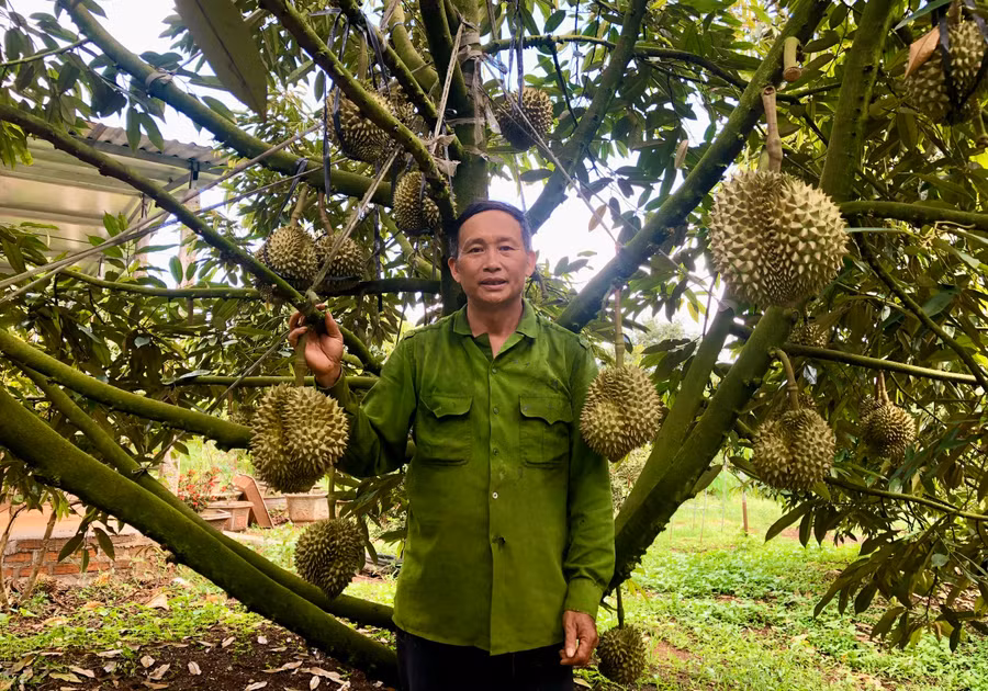 Ông Lê Quang Giang (thôn 2, xã Ia Ka) trồng 80 cây sầu riêng cho thu hoạch khoảng 14 tấn, thu nhập hơn 700 triệu đồng. Ảnh: Lê Nam