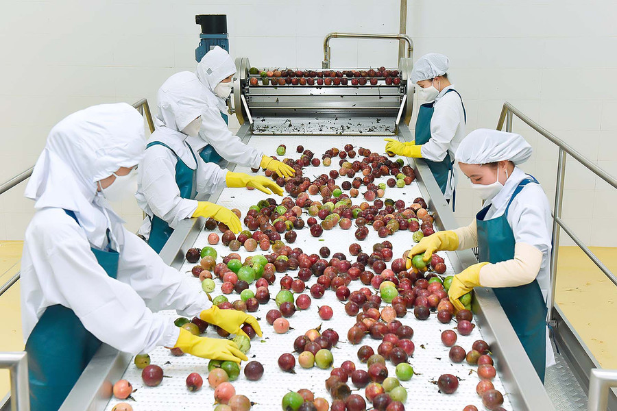 Trung tâm chế biến rau quả của DOVECO Gia Lai nằm trong Cụm Công nghiệp và tiểu thủ công nghiệp huyện Mang Yang trên diện tích gần 6 ha. Ảnh: Đức Thuỵ