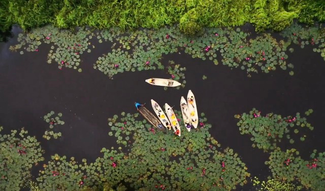 Về "cánh đồng bất tận" ngắm hoa súng Về "cánh đồng bất tận" ngắm hoa súng