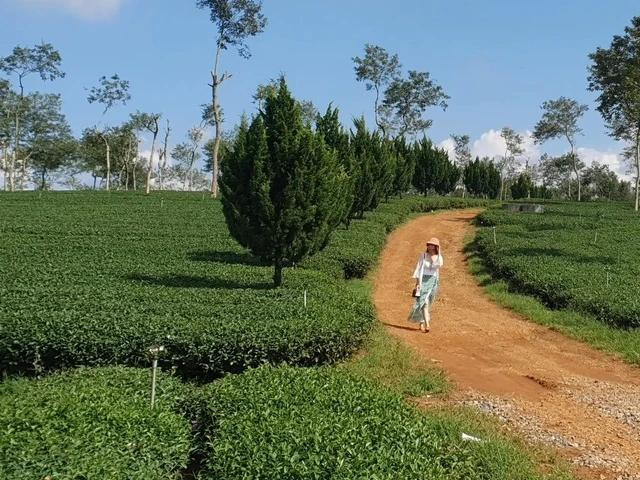 Dạo bước giữa nông trường trà ở Bảo Lộc