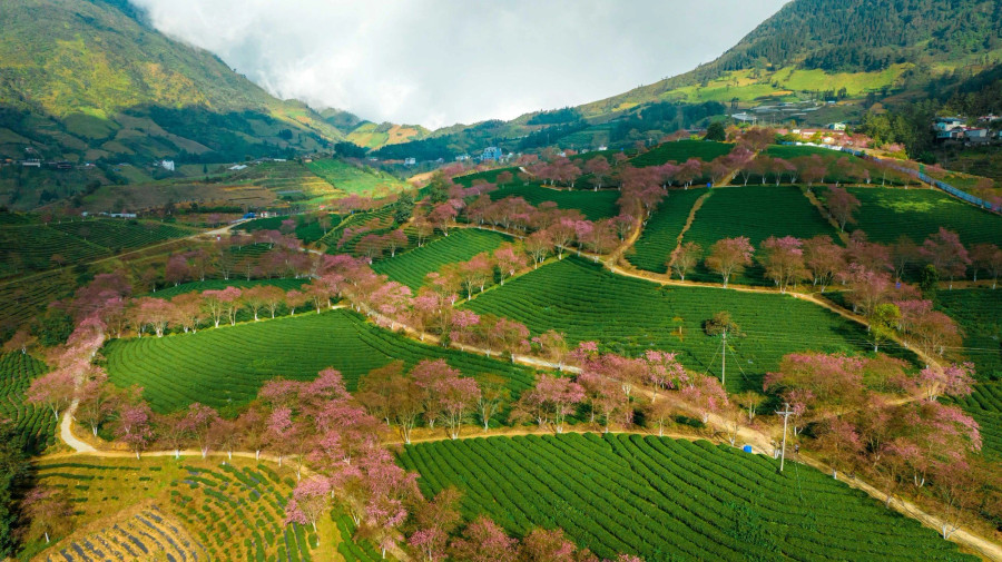 Hoa anh đào nở trên đồi chè Sa Pa