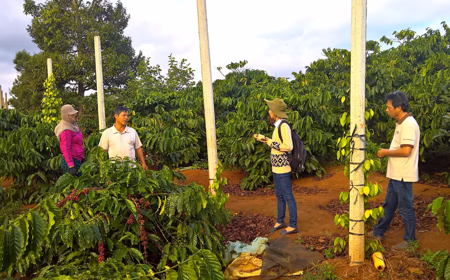 Công ty TNHH Vĩnh Hiệp (TP. Pleiku) chuyển giao kỹ thuật cho thành viên HTX Nông nghiệp và dịch vụ Đak Krong (huyện Đak Đoa). Ảnh: Hà Duy