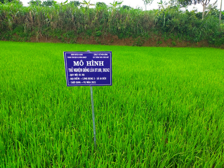 Huyện Ia Grai triển khai các mô hình khuyến nông. Ảnh: Thanh Nhật