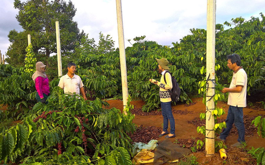 Công ty TNHH Vĩnh Hiệp (TP. Pleiku) chuyển giao kỹ thuật cho thành viên HTX Nông nghiệp và dịch vụ Đak Krong (huyện Đak Đoa). Ảnh: Hà Duy