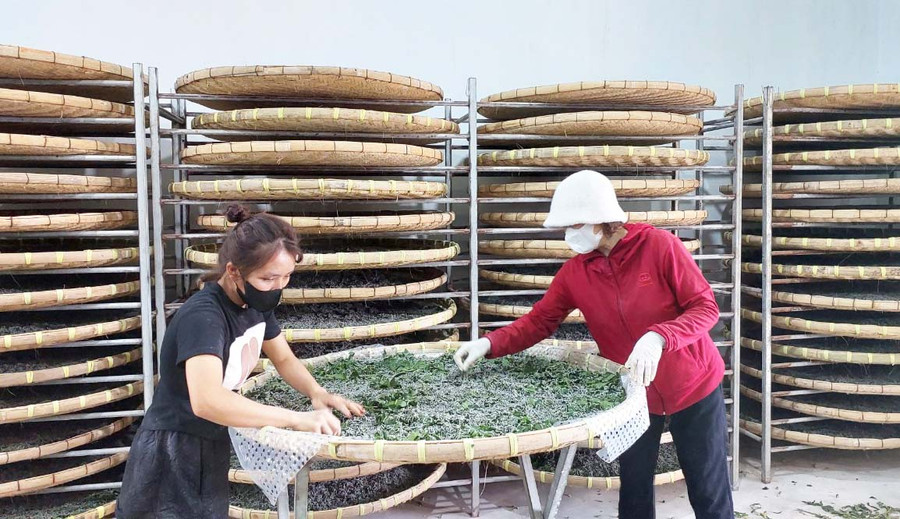 Hợp tác xã Kén tằm Gia Lai cung cấp giống tằm chất lượng cao. Ảnh: N.D