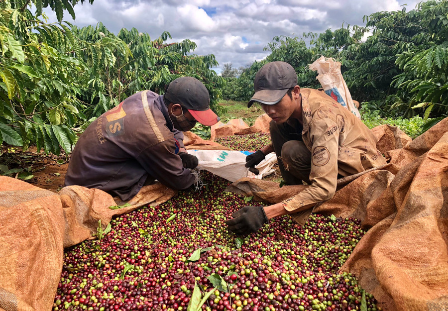 Toàn tỉnh hiện có khoảng 37.538,3 ha cà phê được chứng nhận các tiêu chuẩn như VietGAP, 4C, Rainforest Alliance, Organic. Ảnh: L.N