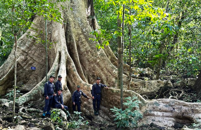 Cây Tung cổ thụ hơn 400 năm tuổi