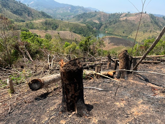 Nhiều cây có đường kính hơn 50cm cũng bị chặt hạ, đốt gốc phi tang Nhiều cây có đường kính hơn 50cm cũng bị chặt hạ, đốt gốc phi tang