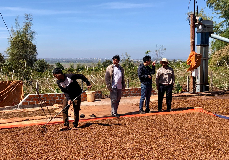 Hợp tác xã Nông nghiệp Glar liên kết với người dân và Công ty TNHH Vĩnh Hiệp sản xuất cà phê 4C. Ảnh: L.N