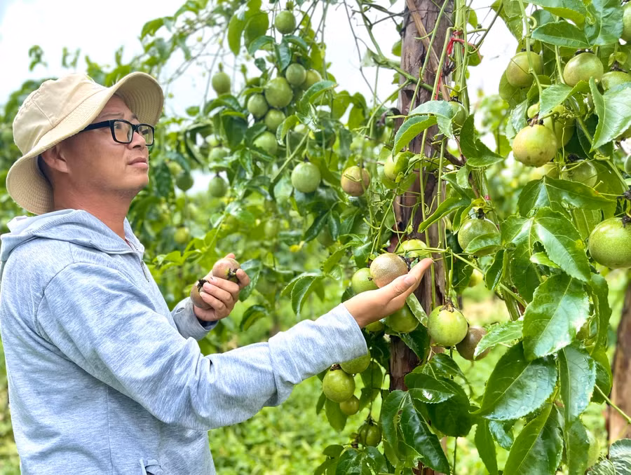 Doanh nghiệp, hợp tác xã và người dân đẩy mạnh xây dựng mã số vùng trồng đối với sản phẩm chanh dây, đáp ứng thị trường xuất khẩu Trung Quốc. Ảnh: M.P