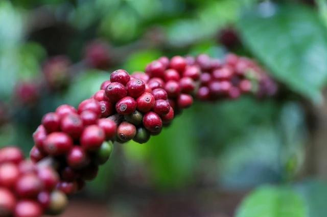 Giá cà phê đạt mức cao lịch sử Giá cà phê đạt mức cao lịch sử