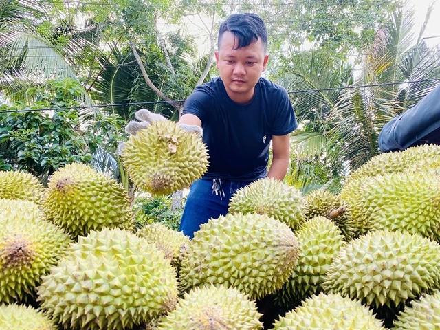 Giá sầu riêng đang rớt nhanh nhưng vẫn mang lại lợi nhuận cho người trồng Giá sầu riêng đang rớt nhanh nhưng vẫn mang lại lợi nhuận cho người trồng