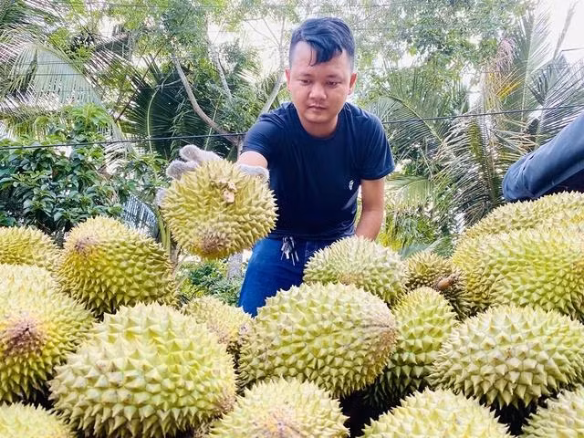 Giá sầu riêng đang rớt nhanh nhưng vẫn mang lại lợi nhuận cho người trồng