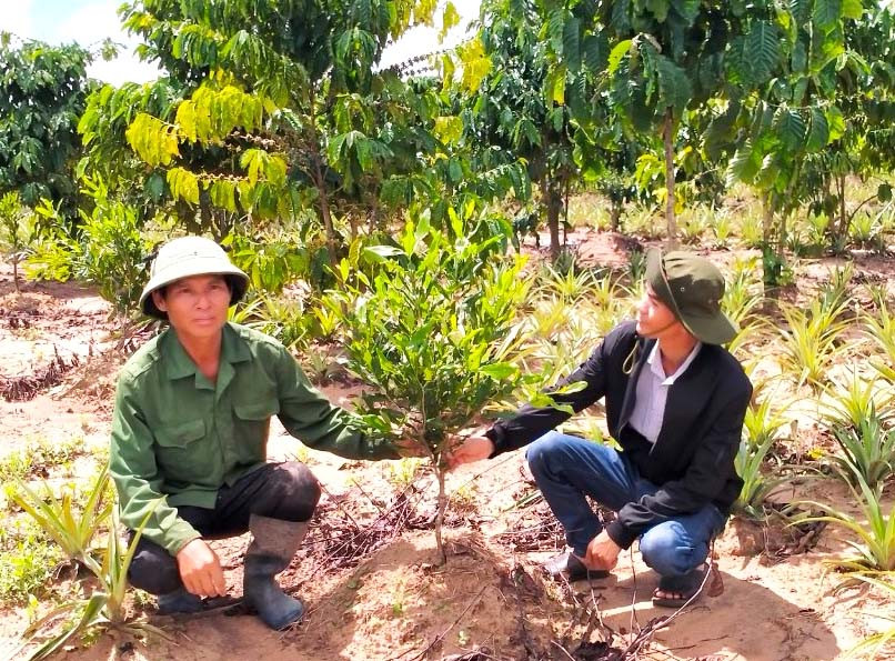 Đến cuối năm 2023, toàn huyện Kbang trồng xen mắc ca hơn 2.615 ha. Ảnh: Ngọc Minh Đến cuối năm 2023, toàn huyện Kbang trồng xen mắc ca hơn 2.615 ha. Ảnh: Ngọc Minh