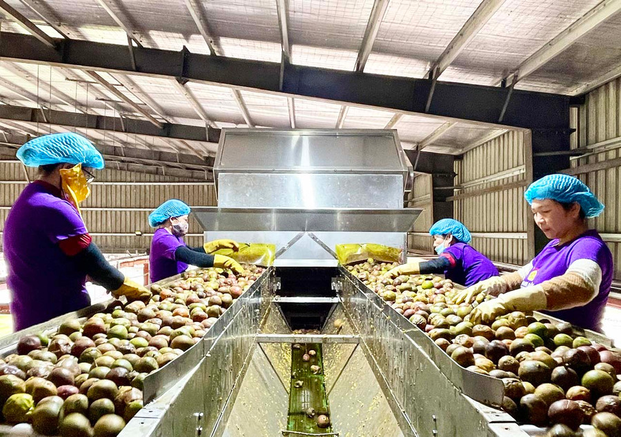 Mã số vùng trồng được xem là “giấy thông hành” để nông sản của tỉnh tiếp cận với thị trường các nước trên thế giới. Ảnh: M.P Mã số vùng trồng được xem là “giấy thông hành” để nông sản của tỉnh tiếp cận với thị trường các nước trên thế giới. Ảnh: M.P