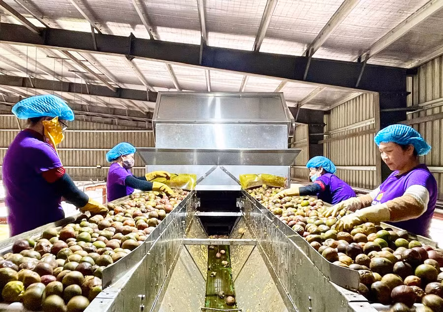 Mã số vùng trồng được xem là “giấy thông hành” để nông sản của tỉnh tiếp cận với thị trường các nước trên thế giới. Ảnh: M.P