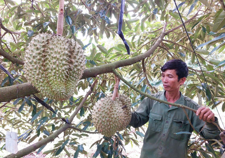 Sầu riêng là cây trồng chủ lực tại các huyện, thành phố khu vực phía Tây của tỉnh. Ảnh: N.D Sầu riêng là cây trồng chủ lực tại các huyện, thành phố khu vực phía Tây của tỉnh. Ảnh: N.D
