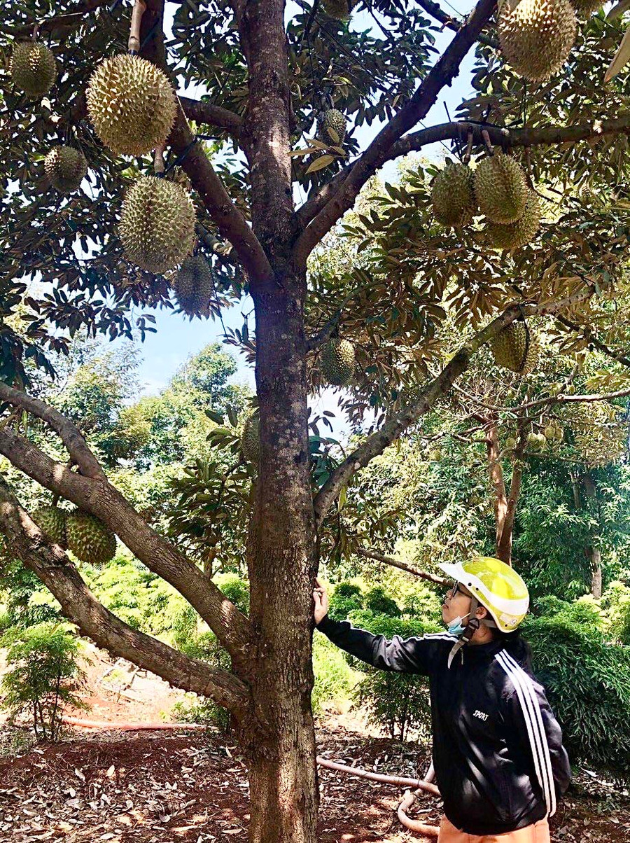 Nhiều địa phương trên địa bàn tỉnh chủ động xây dựng mã số vùng trồng sầu riêng nhằm đáp ứng tiêu chuẩn thị trường nhập khẩu. Ảnh: M.P Nhiều địa phương trên địa bàn tỉnh chủ động xây dựng mã số vùng trồng sầu riêng nhằm đáp ứng tiêu chuẩn thị trường nhập khẩu. Ảnh: M.P