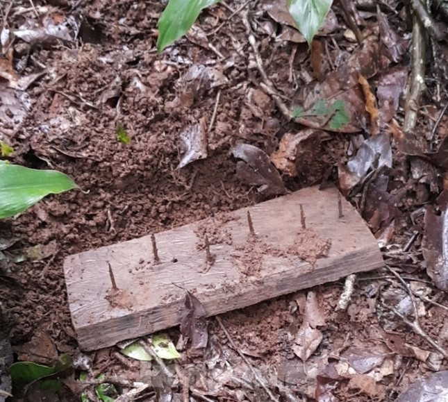 Trong lúc tuần tra, bảo vệ rừng, ông Lý Bá Giờ dẫm phải bẫy đinh phủ dưới lớp lá, đất. Trong lúc tuần tra, bảo vệ rừng, ông Lý Bá Giờ dẫm phải bẫy đinh phủ dưới lớp lá, đất.