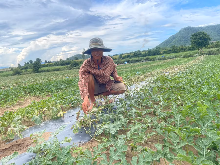 1,3 ha dưa hấu đang trong giai đoạn chọn quả của gia đình anh Lê Minh Tân (thôn Thắng Lợi, xã Phú Cần) bị nhiễm bệnh giả sương mai khiến lá khô cháy do mưa lớn kéo dài. Ảnh: Vũ Chi