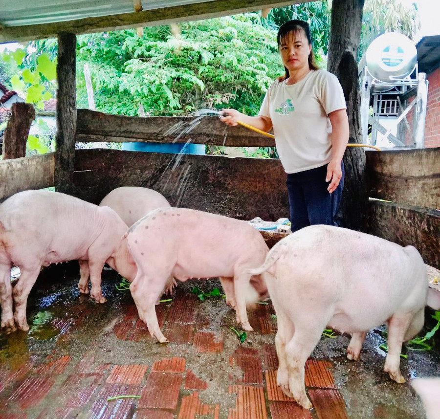 Tuy khuyết tật ở chân nhưng chị Nguyệt vẫn làm kinh tế giỏi. Ảnh: Nhật Hào Tuy khuyết tật ở chân nhưng chị Nguyệt vẫn làm kinh tế giỏi. Ảnh: Nhật Hào