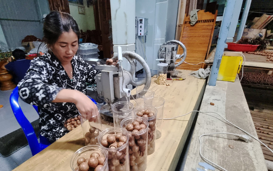 Gia đình bà Nguyễn Thị Thủy (thôn Thống Nhất, xã Sơn Lang) đầu tư máy móc để sơ chế, chế biến hạt mắc ca. Ảnh: Ngọc Sang Gia đình bà Nguyễn Thị Thủy (thôn Thống Nhất, xã Sơn Lang) đầu tư máy móc để sơ chế, chế biến hạt mắc ca. Ảnh: Ngọc Sang