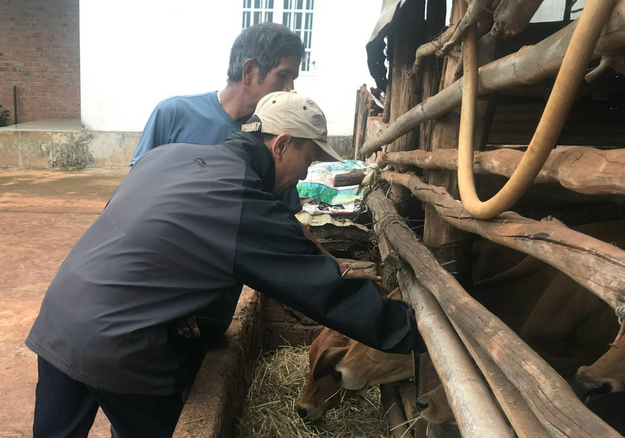 Cán bộ thú y Trung tâm Dịch vụ nông nghiệp huyện Đak Đoa tiêm vắc xin phòng bệnh viêm da nổi cục cho đàn bò. Ảnh: Nguyễn Diệp Cán bộ thú y Trung tâm Dịch vụ nông nghiệp huyện Đak Đoa tiêm vắc xin phòng bệnh viêm da nổi cục cho đàn bò. Ảnh: Nguyễn Diệp