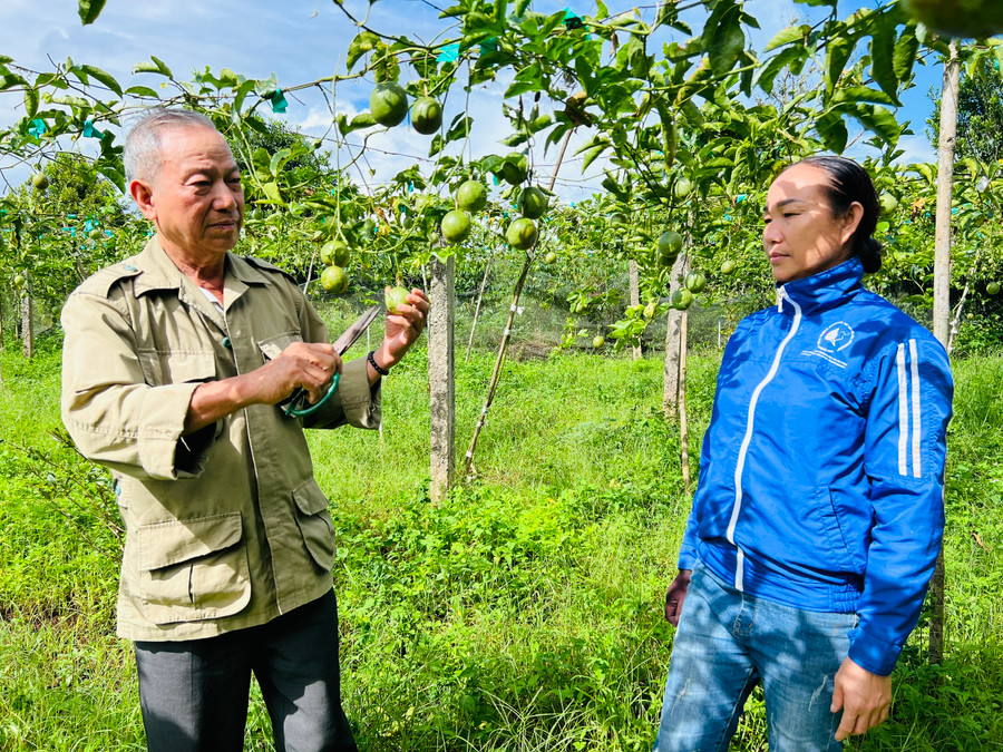 Ông Phạm Ngọc Bốn là tấm gương sáng về phát triển kinh tế và hết lòng vì nghĩa tình đồng đội. Ảnh: Phan Lài Ông Phạm Ngọc Bốn là tấm gương sáng về phát triển kinh tế và hết lòng vì nghĩa tình đồng đội. Ảnh: Phan Lài