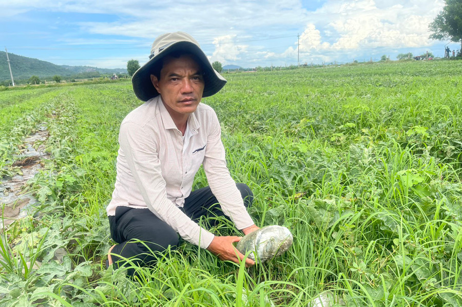 Hàng loạt trái dưa hấu đang chờ thu hoạch của gia đình ông Đặng Đình Phú (tổ 6, thị trấn Phú Túc) bị thối do ngập úng. Ảnh: Vũ Chi Hàng loạt trái dưa hấu đang chờ thu hoạch của gia đình ông Đặng Đình Phú (tổ 6, thị trấn Phú Túc) bị thối do ngập úng. Ảnh: Vũ Chi