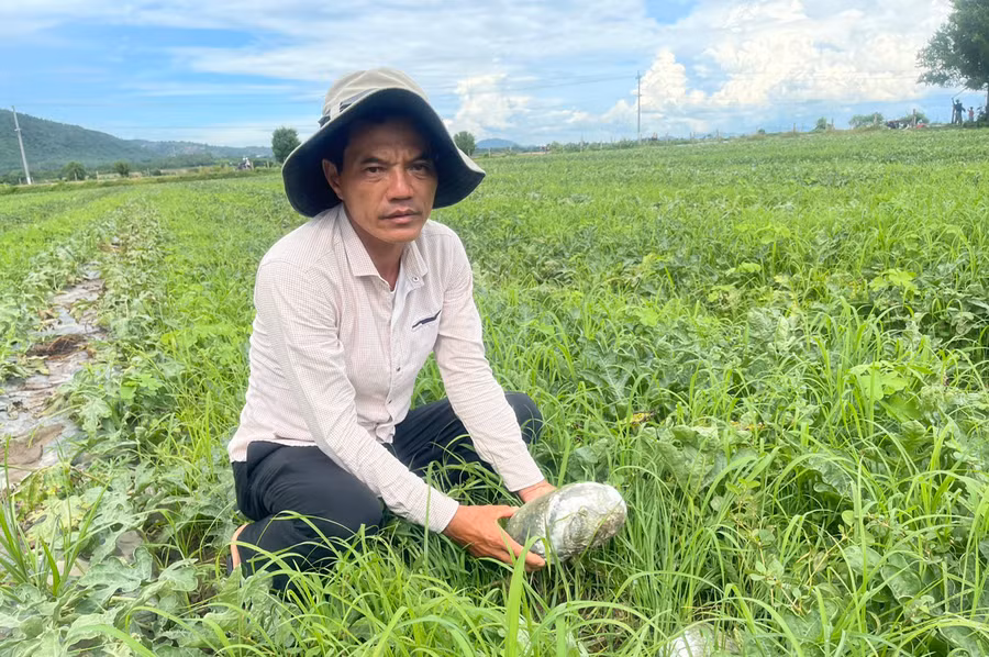 Hàng loạt trái dưa hấu đang chờ thu hoạch của gia đình ông Đặng Đình Phú (tổ 6, thị trấn Phú Túc) bị thối do ngập úng. Ảnh: Vũ Chi