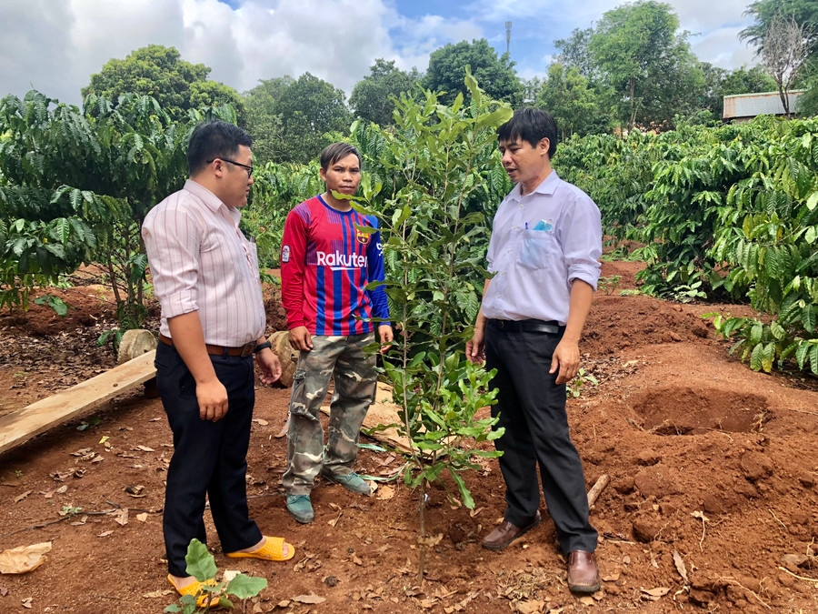 Người dân xã Đak Tơ Ver được hỗ trợ cây mắc ca để trồng xen trong vườn cà phê nhằm nâng cao thu nhập. Ảnh: Lê Nam