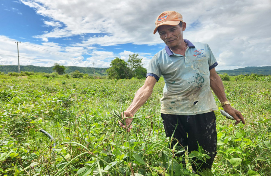 Nông dân làng Kinh Pêng (xã Chư A Thai, huyện Phú Thiện) thu hoạch đậu đen. Ảnh: Ngọc Sang Nông dân làng Kinh Pêng (xã Chư A Thai, huyện Phú Thiện) thu hoạch đậu đen. Ảnh: Ngọc Sang