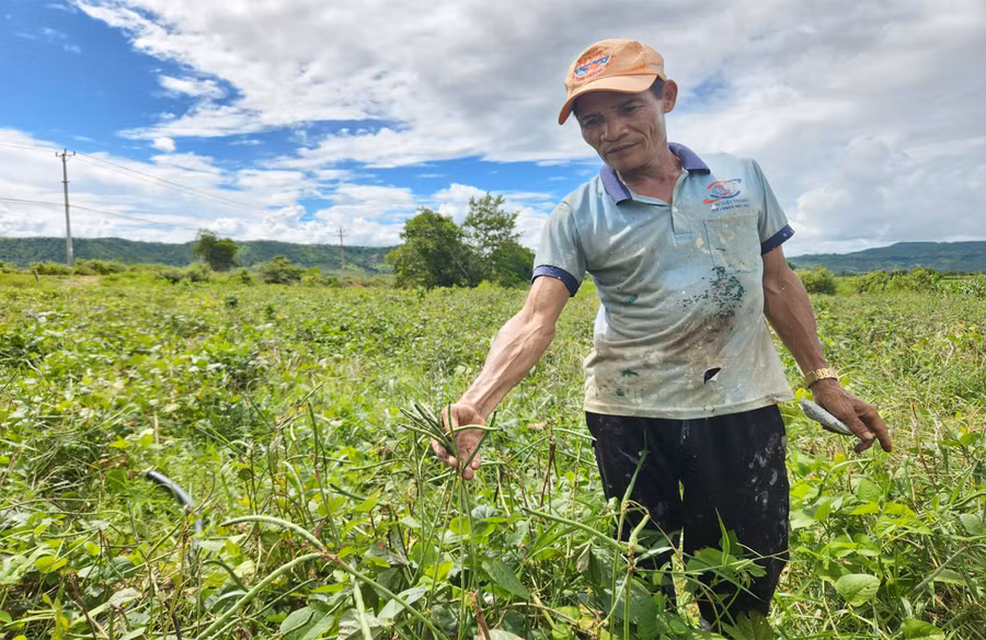 Nông dân làng Kinh Pêng (xã Chư A Thai, huyện Phú Thiện) thu hoạch đậu đen. Ảnh: Ngọc Sang