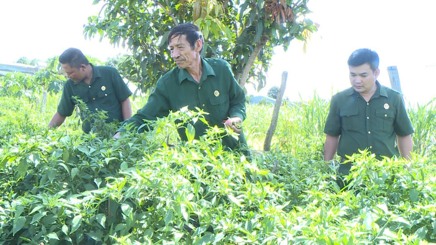 Cựu chiến binh Nguyễn Đình Lạnh (giữa) chăm sóc vườn ớt. Ảnh: Phương Dung Cựu chiến binh Nguyễn Đình Lạnh (giữa) chăm sóc vườn ớt. Ảnh: Phương Dung