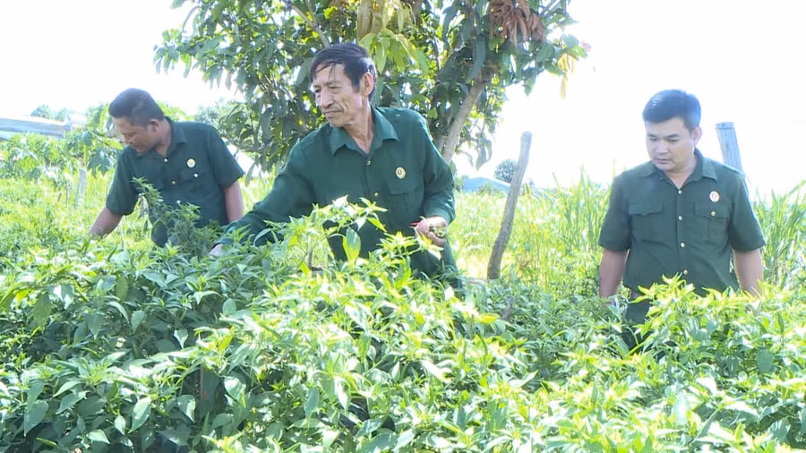 Cựu chiến binh Nguyễn Đình Lạnh (giữa) chăm sóc vườn ớt. Ảnh: Phương Dung