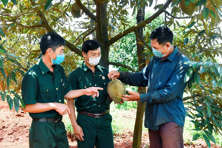 Nhiều CCB là tấm gương sáng về phát triển kinh tế và hết lòng vì đồng đội. Ảnh: Đ.T Nhiều CCB là tấm gương sáng về phát triển kinh tế và hết lòng vì đồng đội. Ảnh: Đ.T