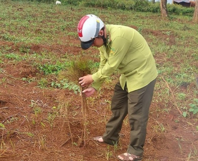 Thông non bị các đối tượng nhổ gốc khiến cây bị chết Thông non bị các đối tượng nhổ gốc khiến cây bị chết