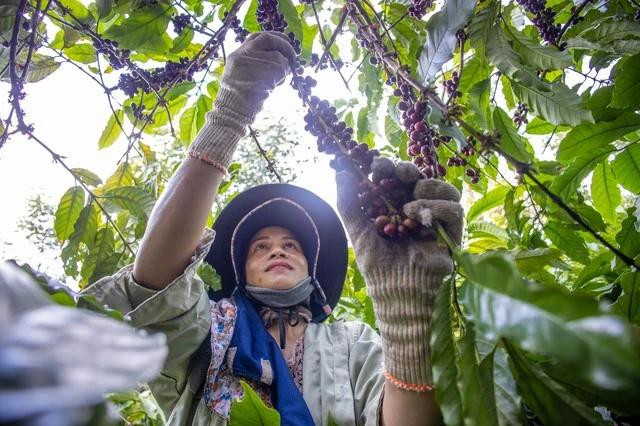 Xuất khẩu cà phê dự báo tiếp tục tăng trưởng tốt, giá cao do nhu cầu thế giới tăng mạnh và nguồn cung từ VN hạn chế