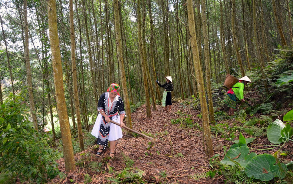 Đồi keo của bà con người Mông ở thôn Tân An.