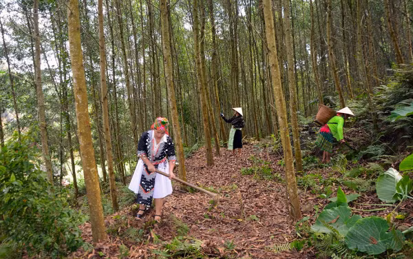 Đồi keo của bà con người Mông ở thôn Tân An.