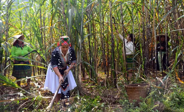 Chăm sóc mía. Chăm sóc mía.