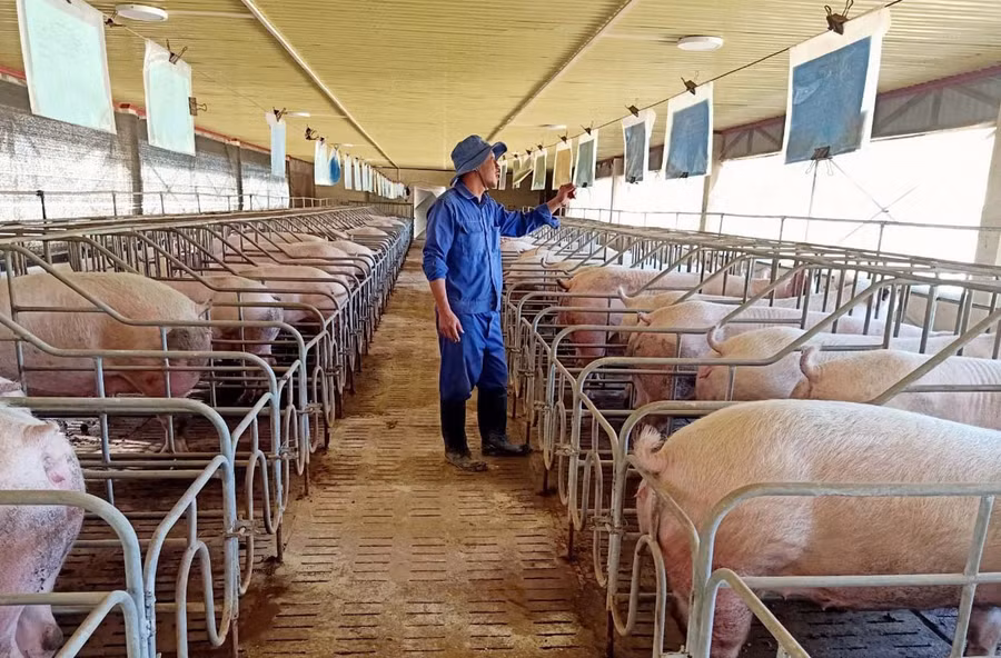 Chăm sóc đàn heo giống tại Trung tâm Giống vật nuôi tỉnh. Ảnh: N.D Chăm sóc đàn heo giống tại Trung tâm Giống vật nuôi tỉnh. Ảnh: N.D