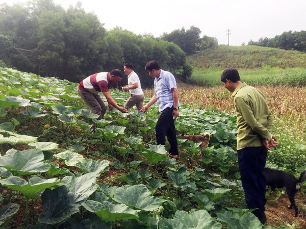 Kiểm tra mô hình trồng bí.