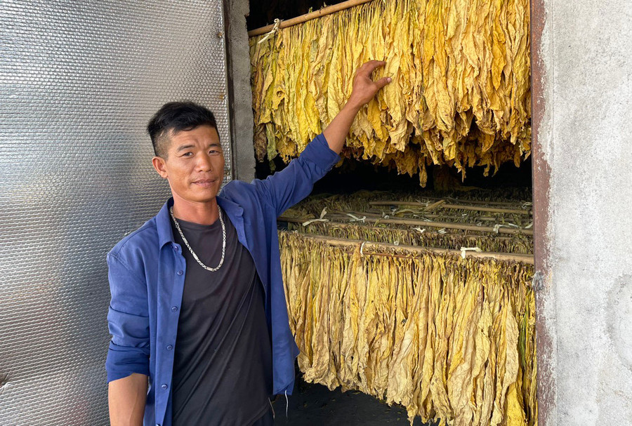 Anh Nguyễn Văn Tâm (thị trấn Phú Túc, huyện Krông Pa) phấn khởi khi thuốc lá sấy bằng lò bán điện chín đều và có màu sắc đẹp. Ảnh: V.C