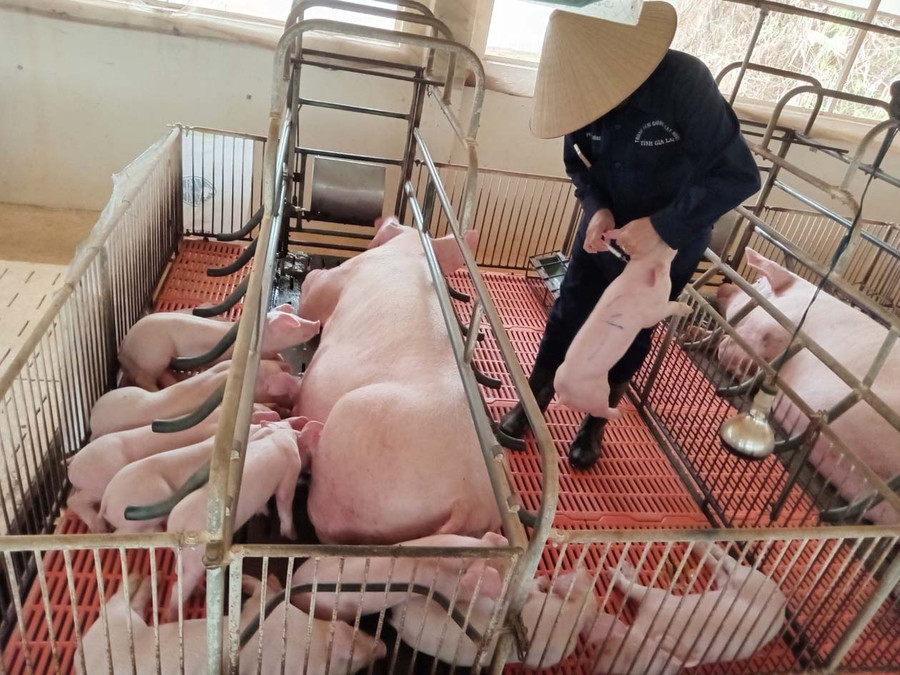 Tiêm phòng vắc xin cho đàn heo con giống tại Trung tâm Giống vật nuôi. Ảnh: N.D Tiêm phòng vắc xin cho đàn heo con giống tại Trung tâm Giống vật nuôi. Ảnh: N.D