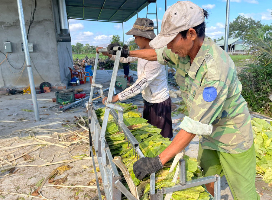 Người dân sử dụng lược ghim lá thuốc trước khi vào lò giúp giảm chi phí thuê nhân công xiên từng lá thuốc. Ảnh: Vũ Chi