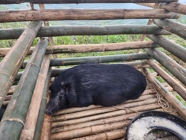 Con lợn đen, vật tế lễ Chầu Đàng ở xã Phìn Ngan đầu năm 2024